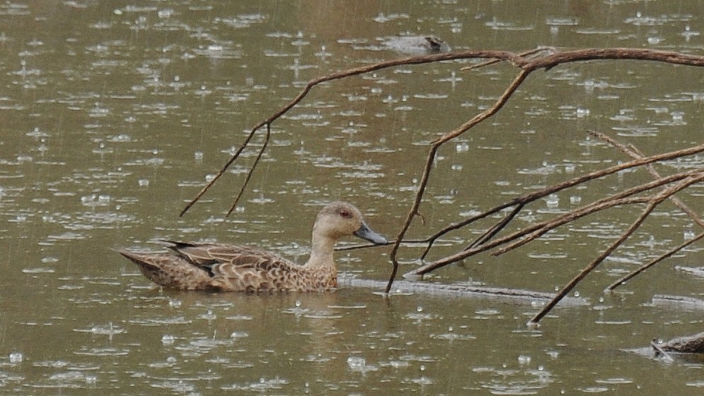 Avustralya Gri Çamurcunu - ML87353691