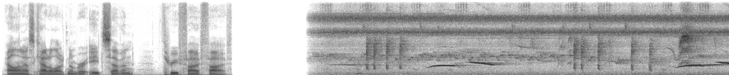 Diadembraunschwanz - ML87355