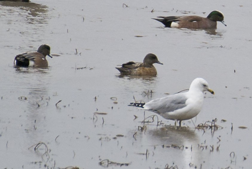 Ring-billed Gull - John Gordinier