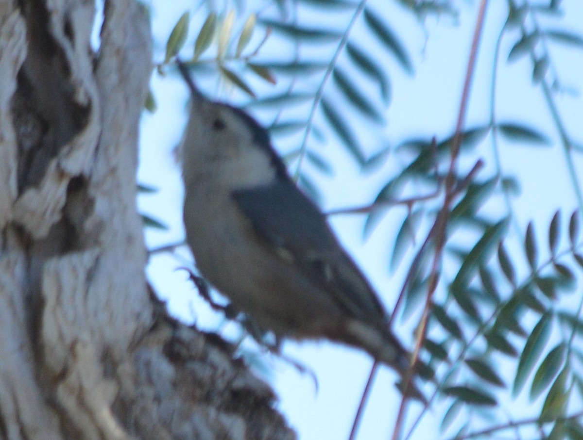 White-breasted Nuthatch - ML87355381