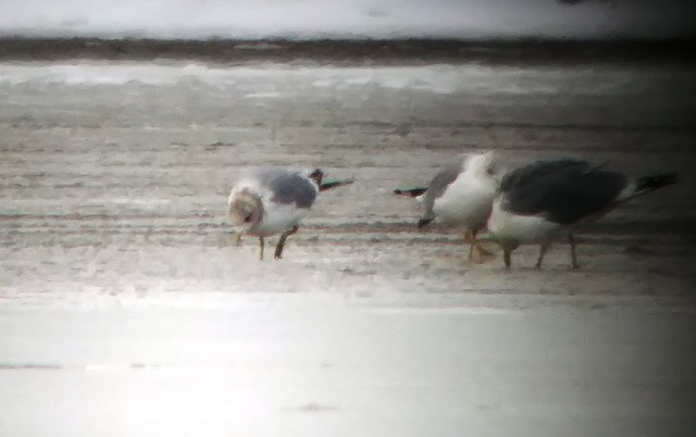 Short-billed Gull - ML87355611