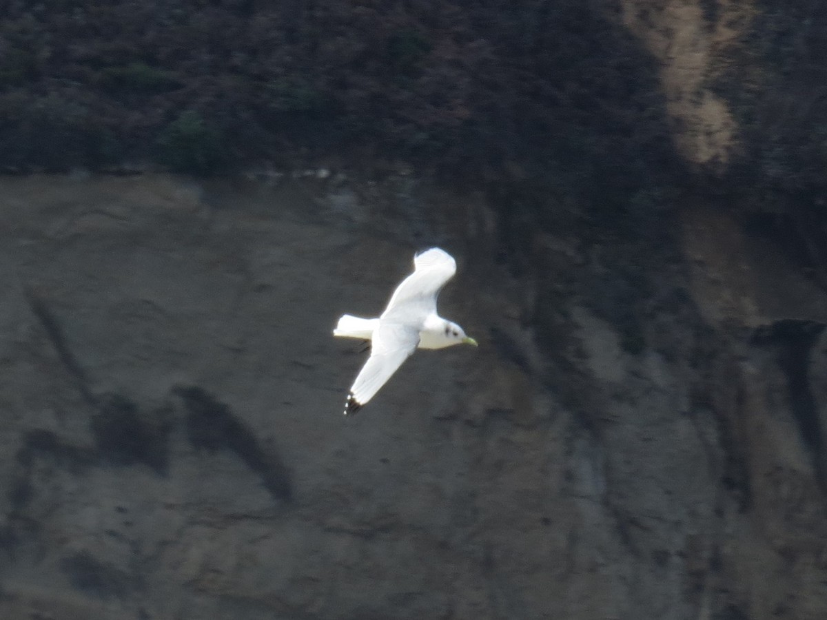 Black-legged Kittiwake - ML87355851