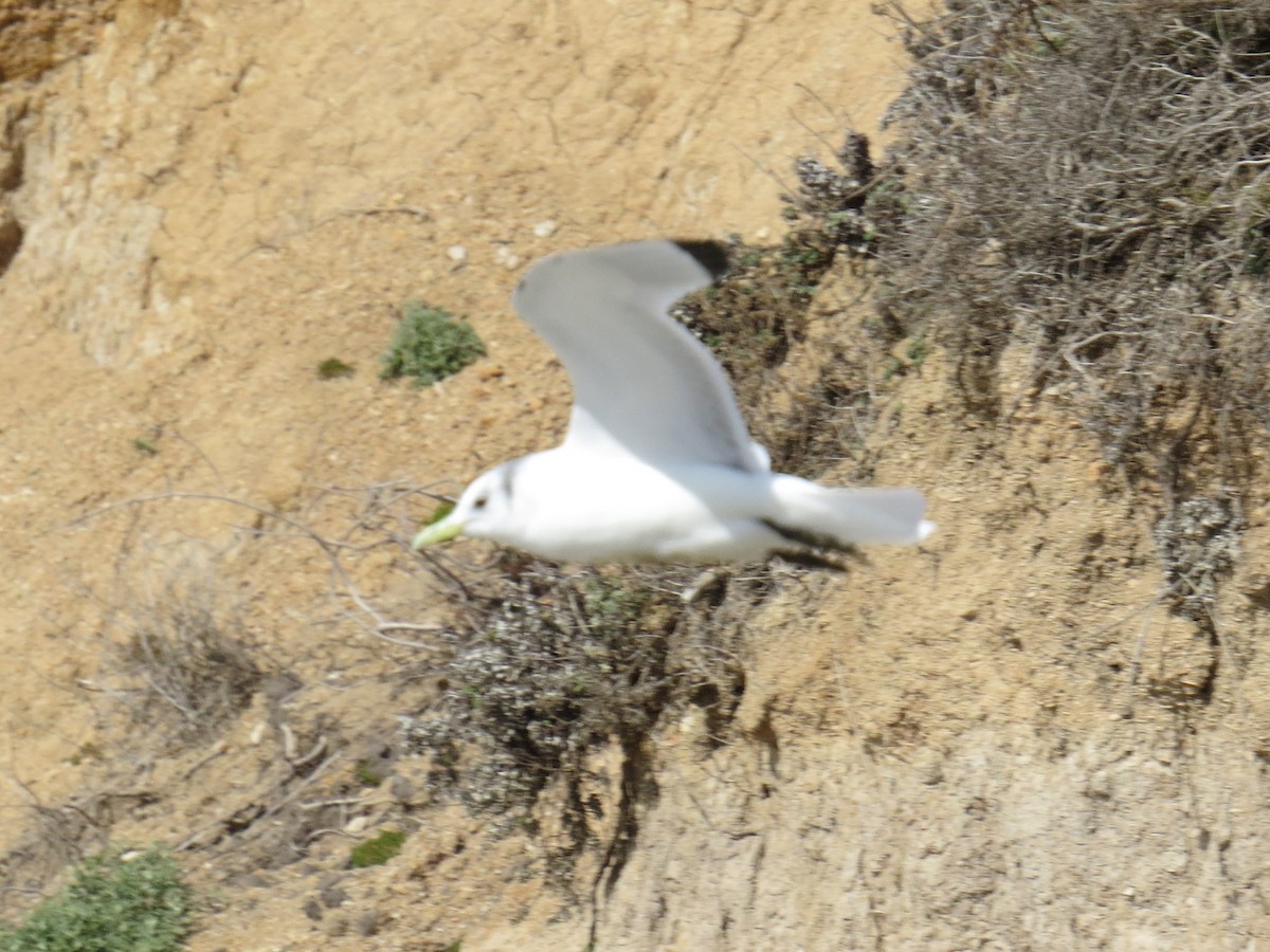 Black-legged Kittiwake - ML87355871