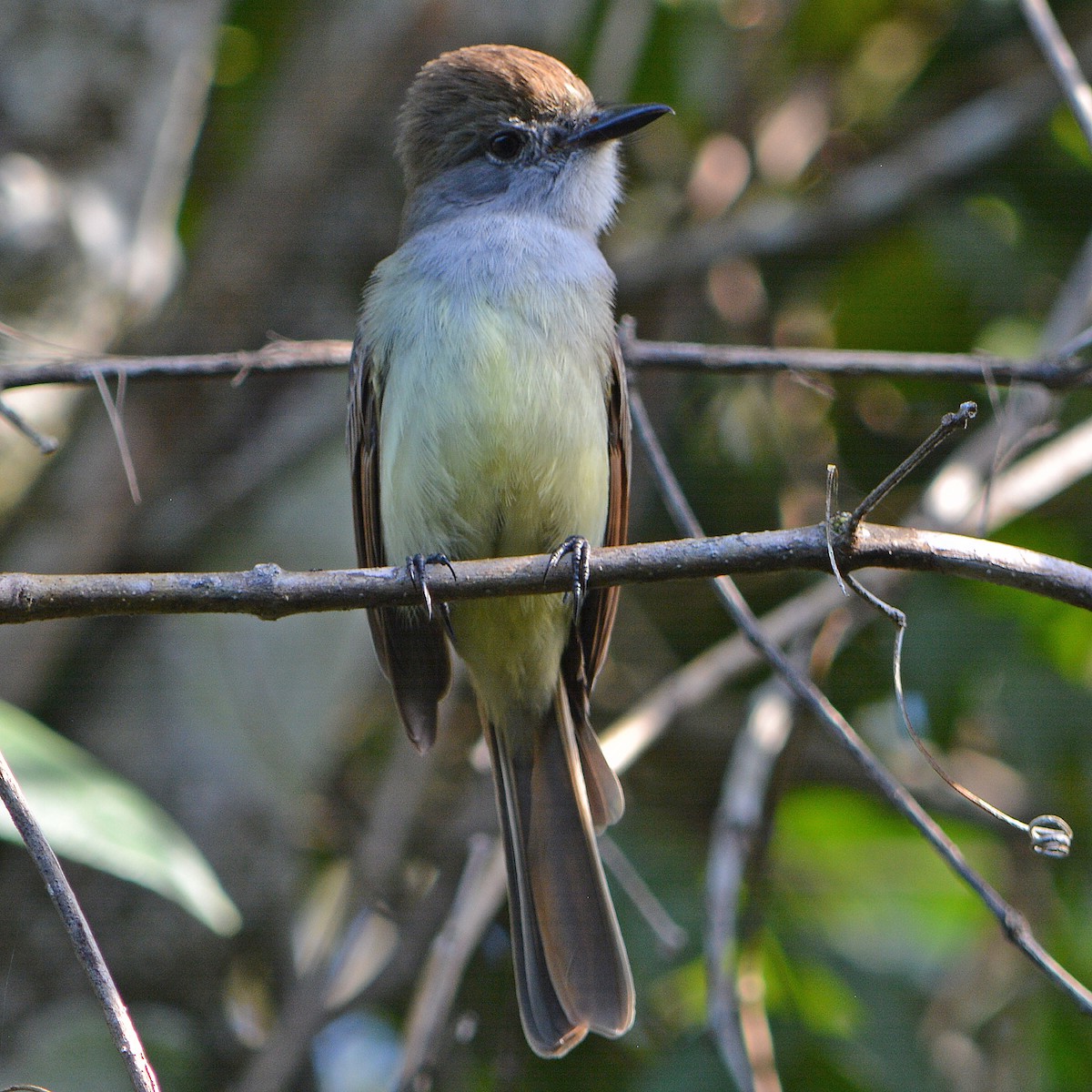 Yucatan Flycatcher - Jorge Dangel