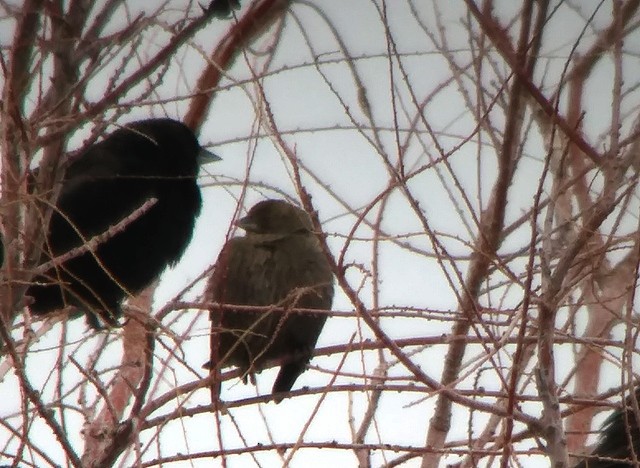 Brown-headed Cowbird - ML87357141