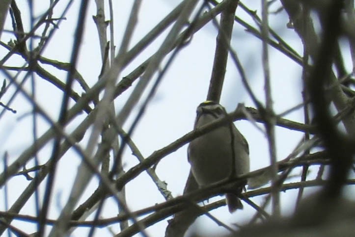 Roitelet à couronne dorée - ML87357161