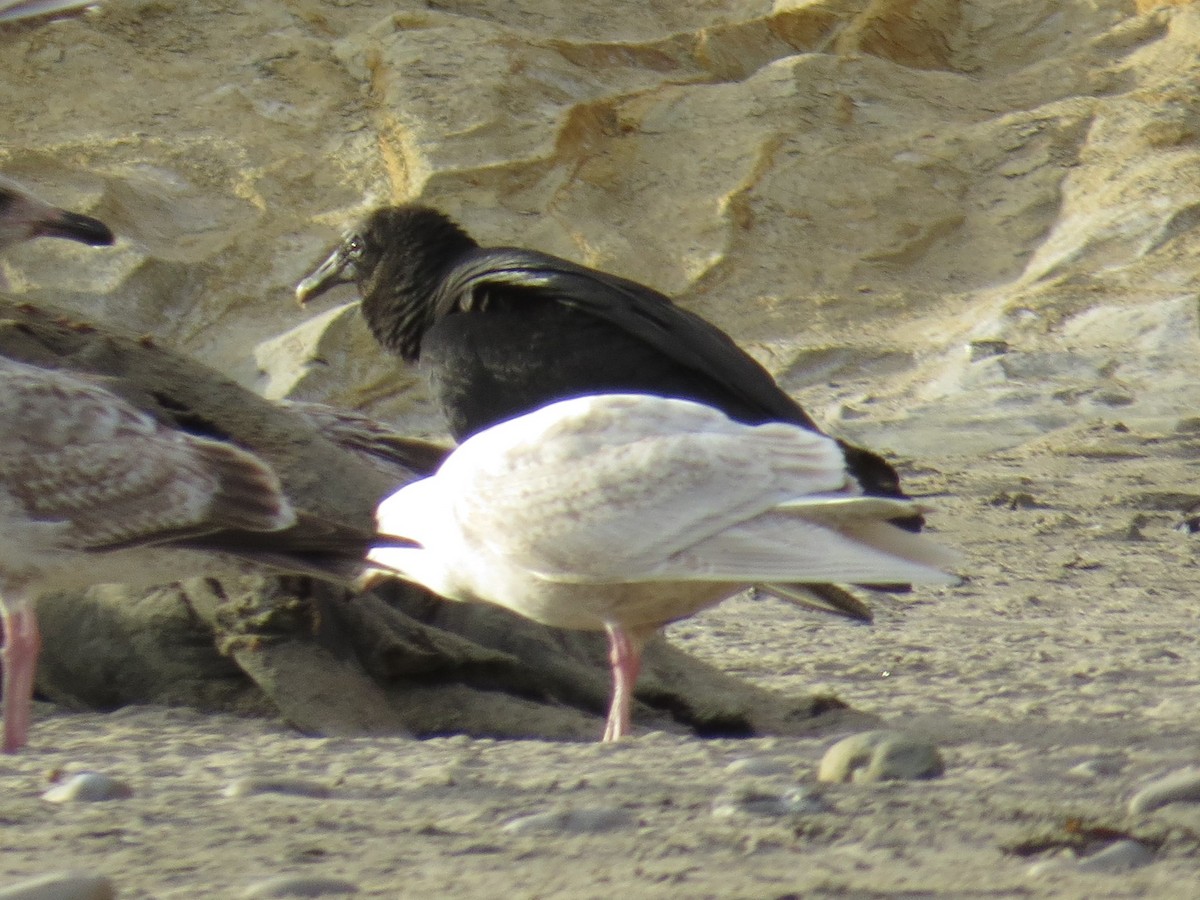 Glaucous Gull - ML87357691