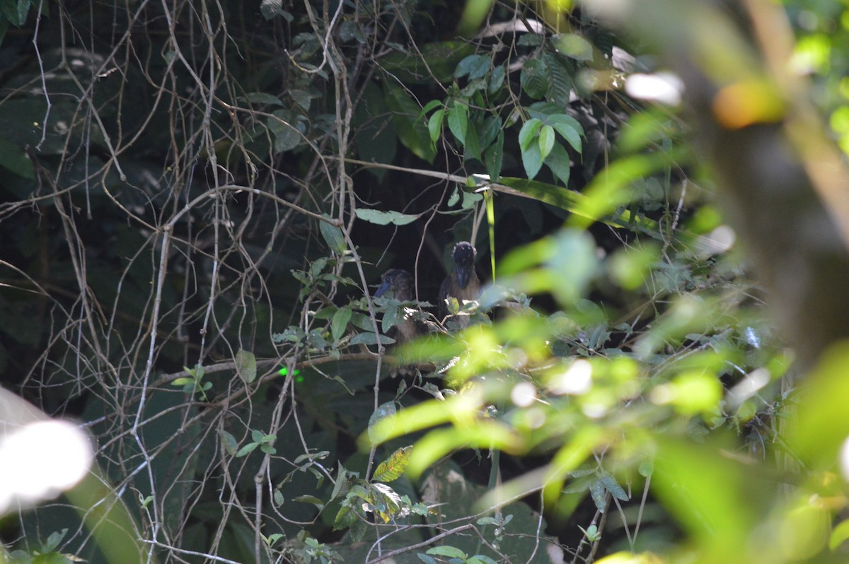 Boat-billed Heron - Margaret Thompson