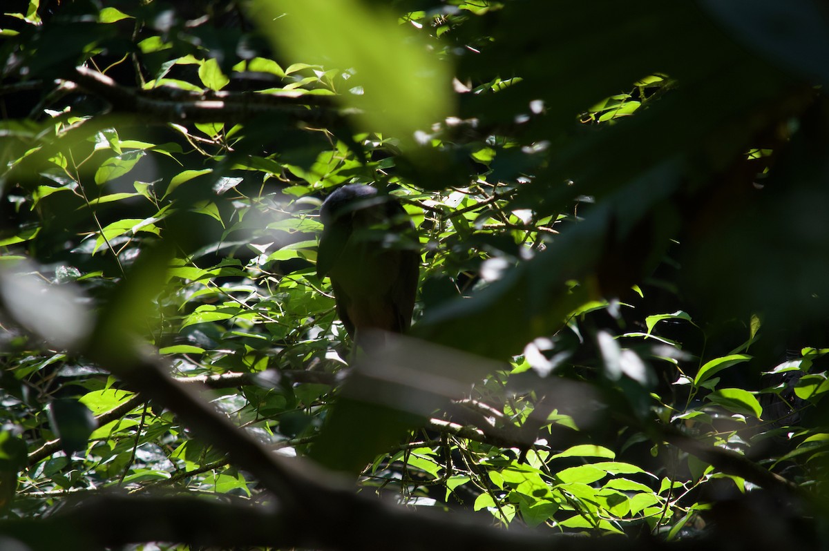 Boat-billed Heron - Margaret Thompson