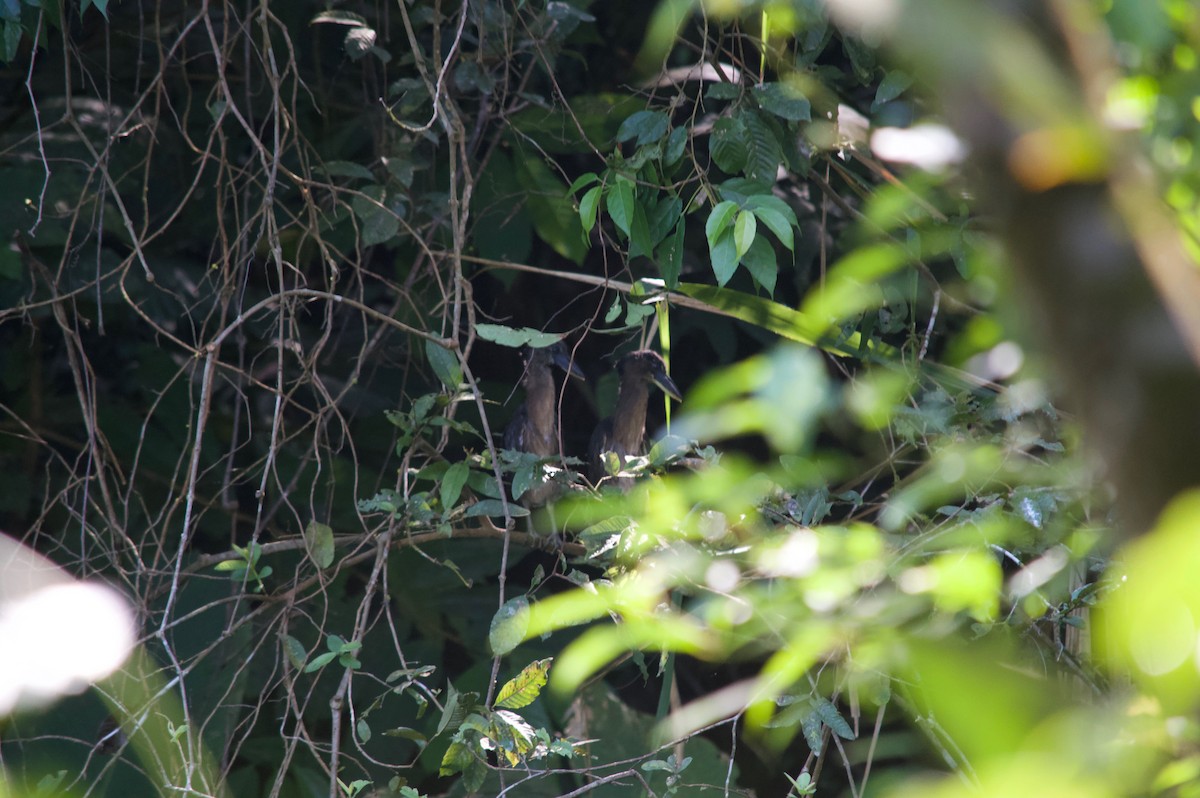 Boat-billed Heron - Margaret Thompson