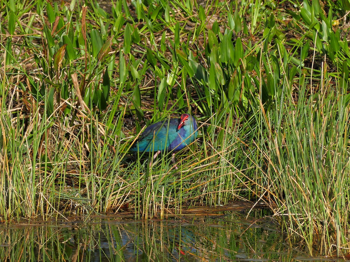 Gray-headed Swamphen - Charles  Crawford