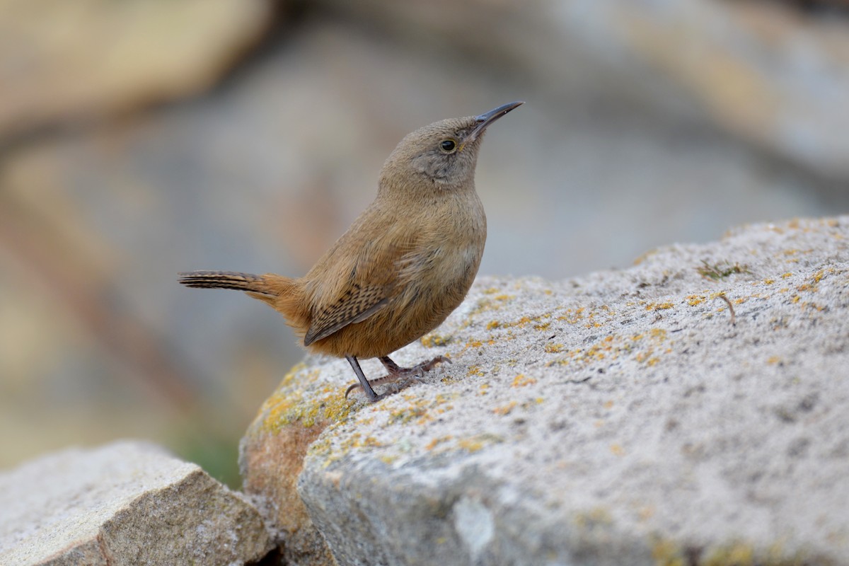 Cobb's Wren - ML87360111