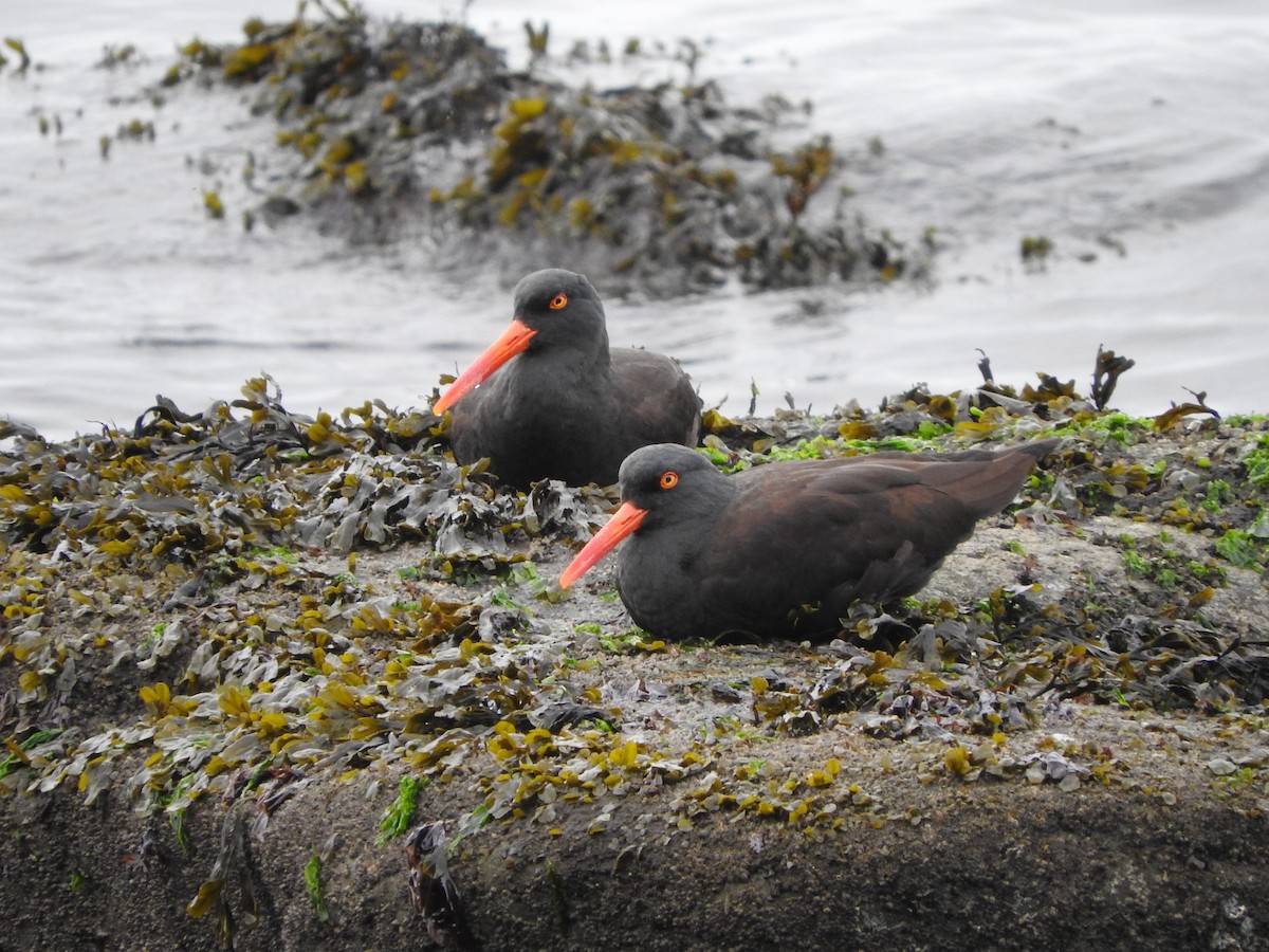 Black Oystercatcher - ML87360621