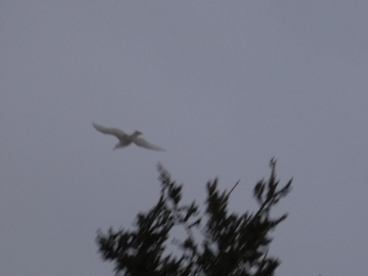 Glaucous Gull - ML87360841