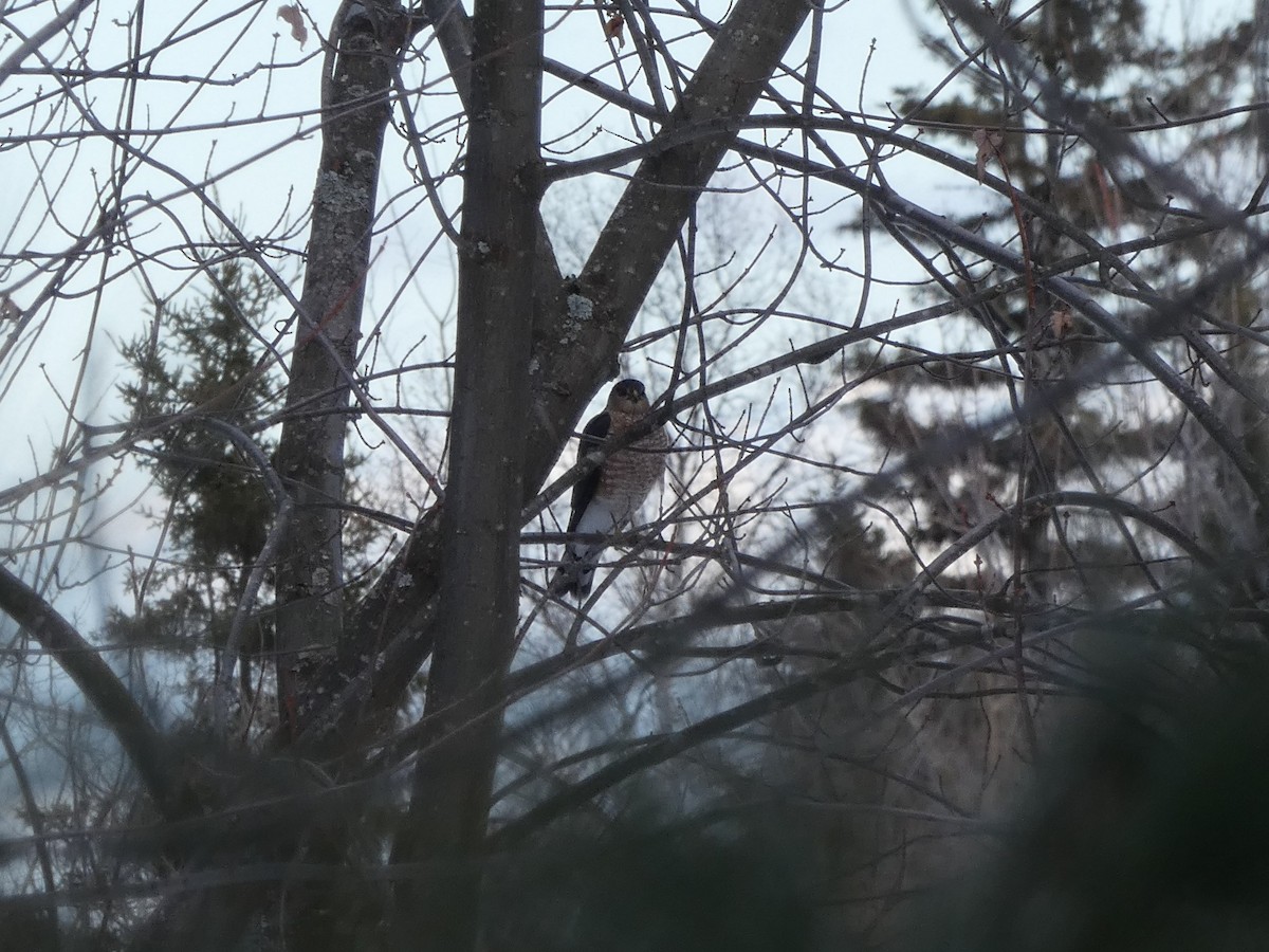 Sharp-shinned Hawk - ML87361421