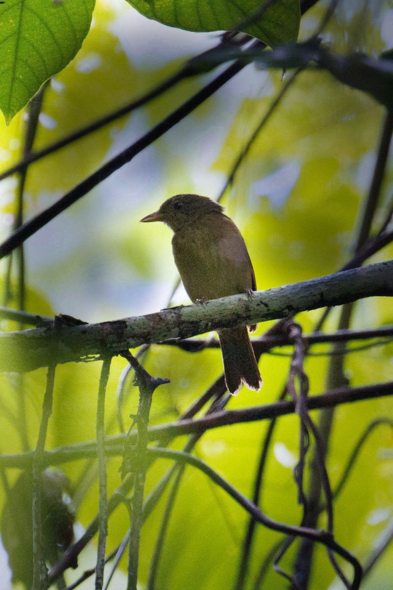 Waigeo Shrikethrush - Kristof Zyskowski