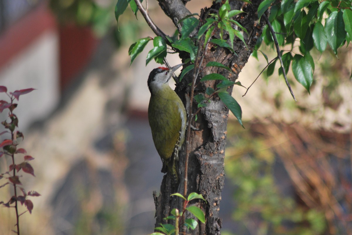 Gray-headed Woodpecker - Rupali madhavi