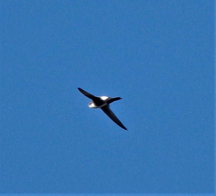 White-throated Swift - ML87362221