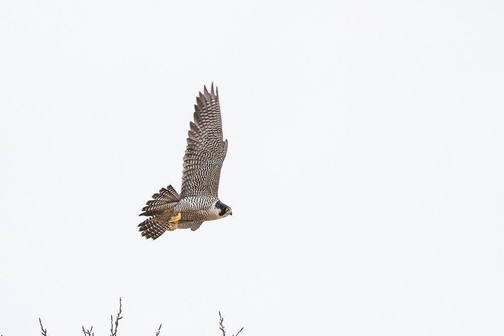 Peregrine Falcon - ML87365281