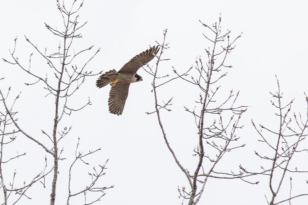 Peregrine Falcon - ML87365291