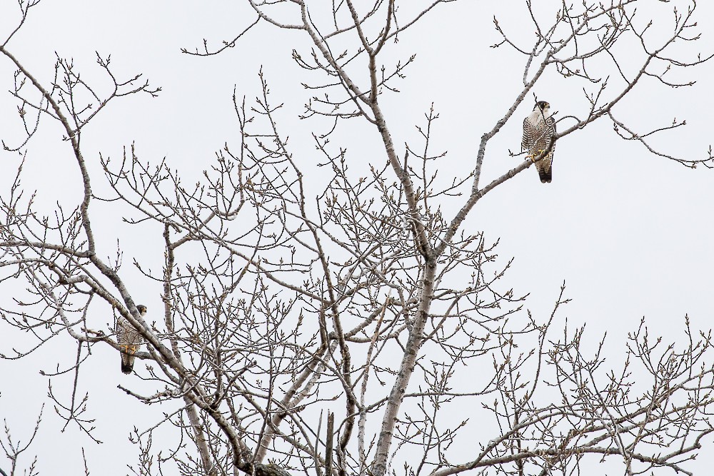 Peregrine Falcon - ML87365301