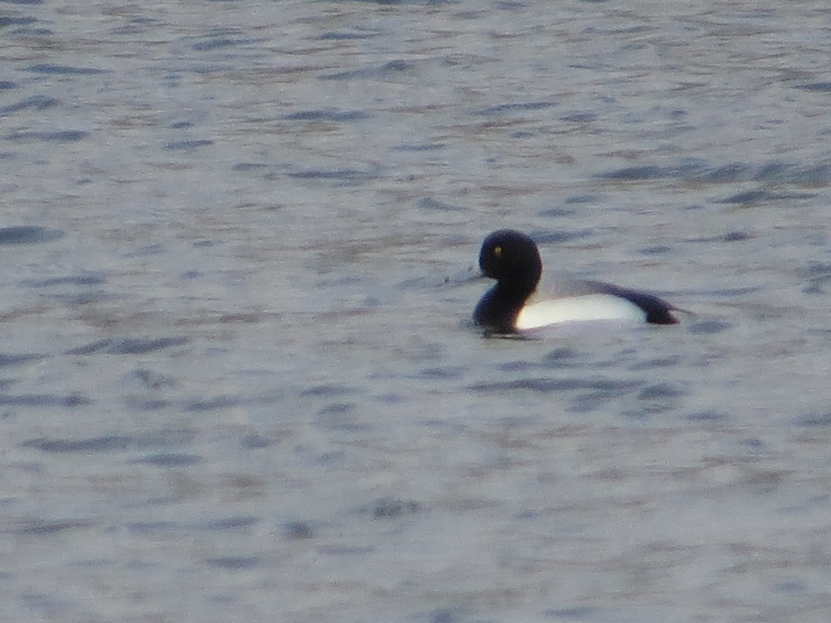 Greater Scaup - ML87365691