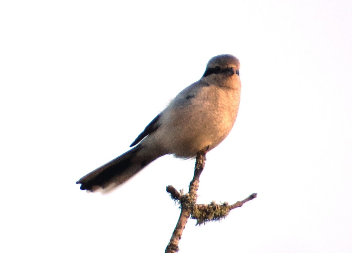 Northern Shrike - Nels Nelson