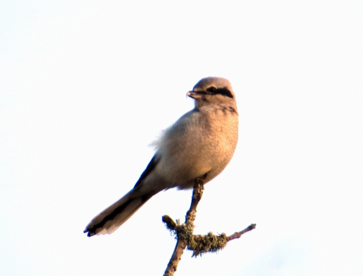 Northern Shrike - Nels Nelson