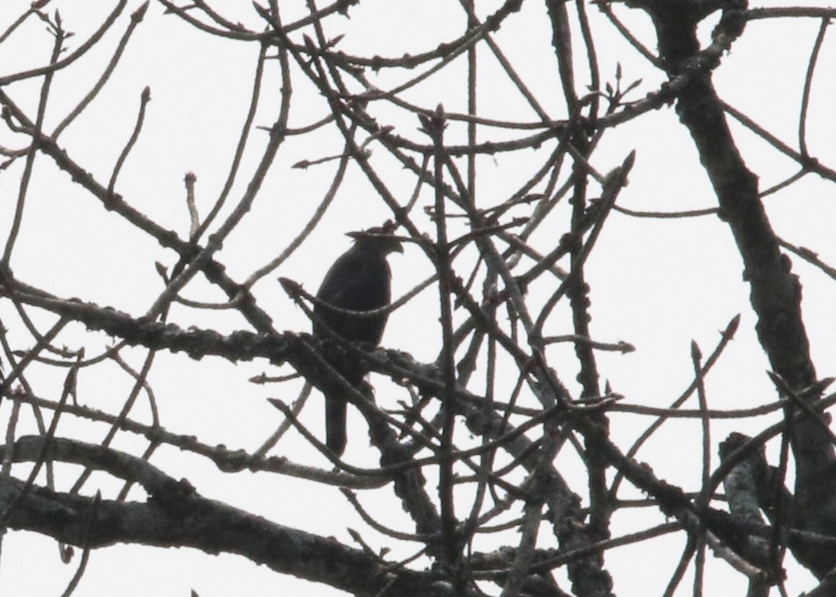 Crested Goshawk - ML87366661