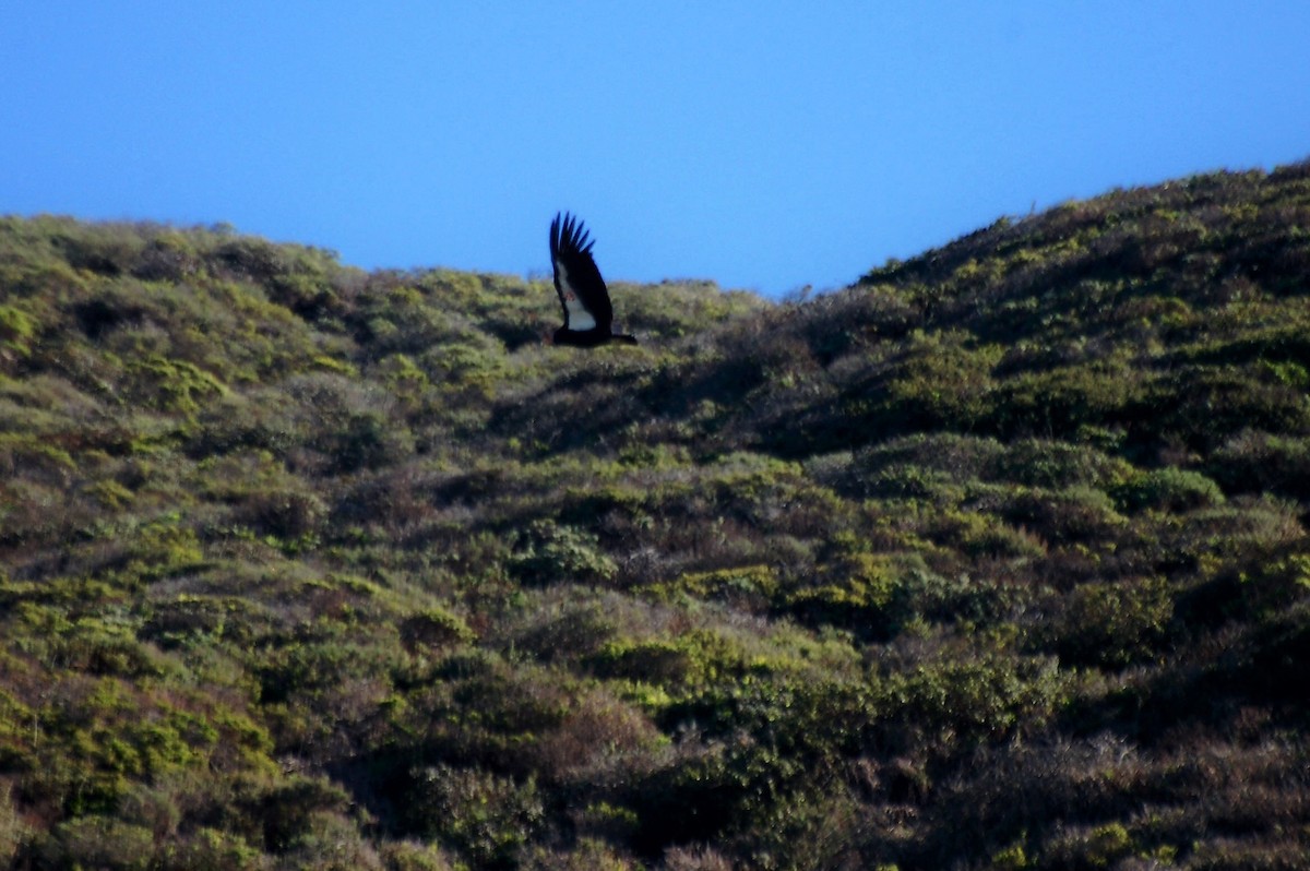 California Condor - ML87367191