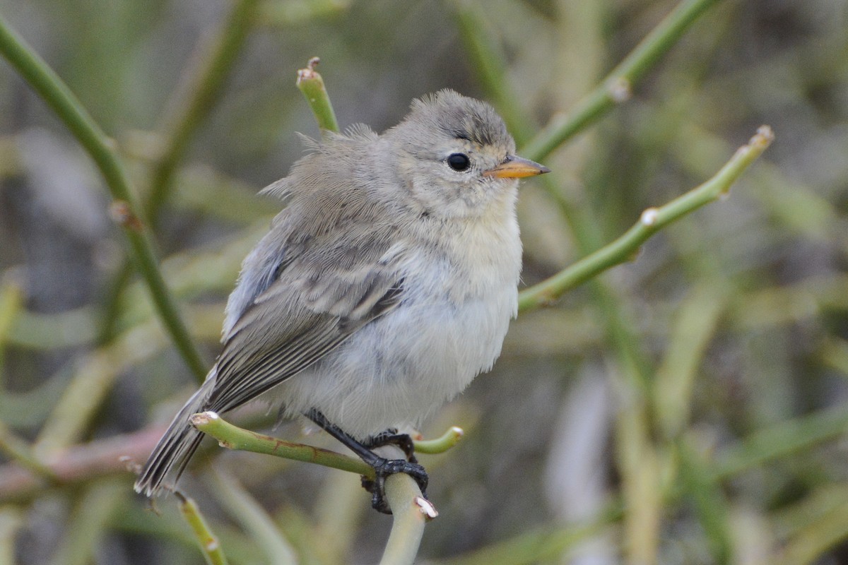 Gray Warbler-Finch - David Jeffrey Ringer