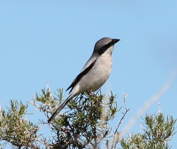 Loggerhead Shrike - ML87369871