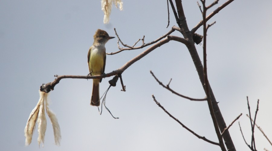 Nutting's Flycatcher - ML87370361