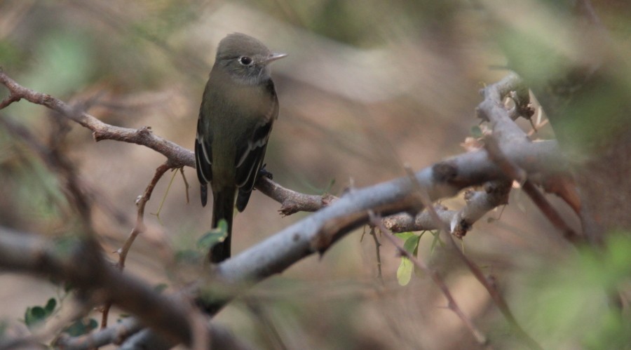 Hammond's Flycatcher - ML87370531