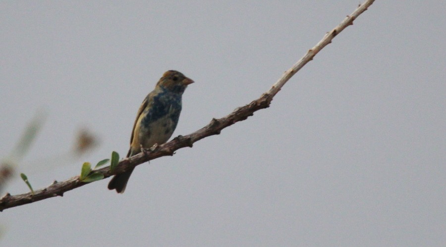 Indigo Bunting - ML87371231