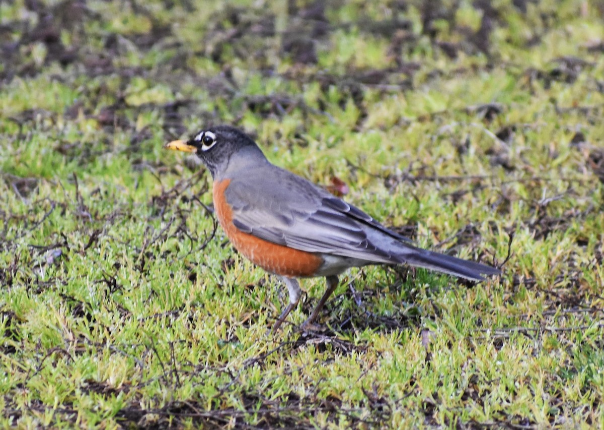 American Robin - Gloria Beerman