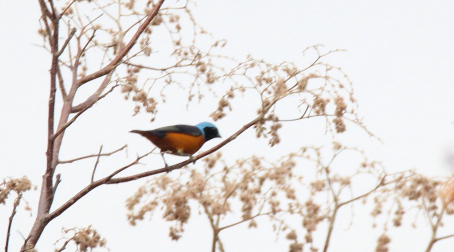 Elegant Euphonia - ML87371681