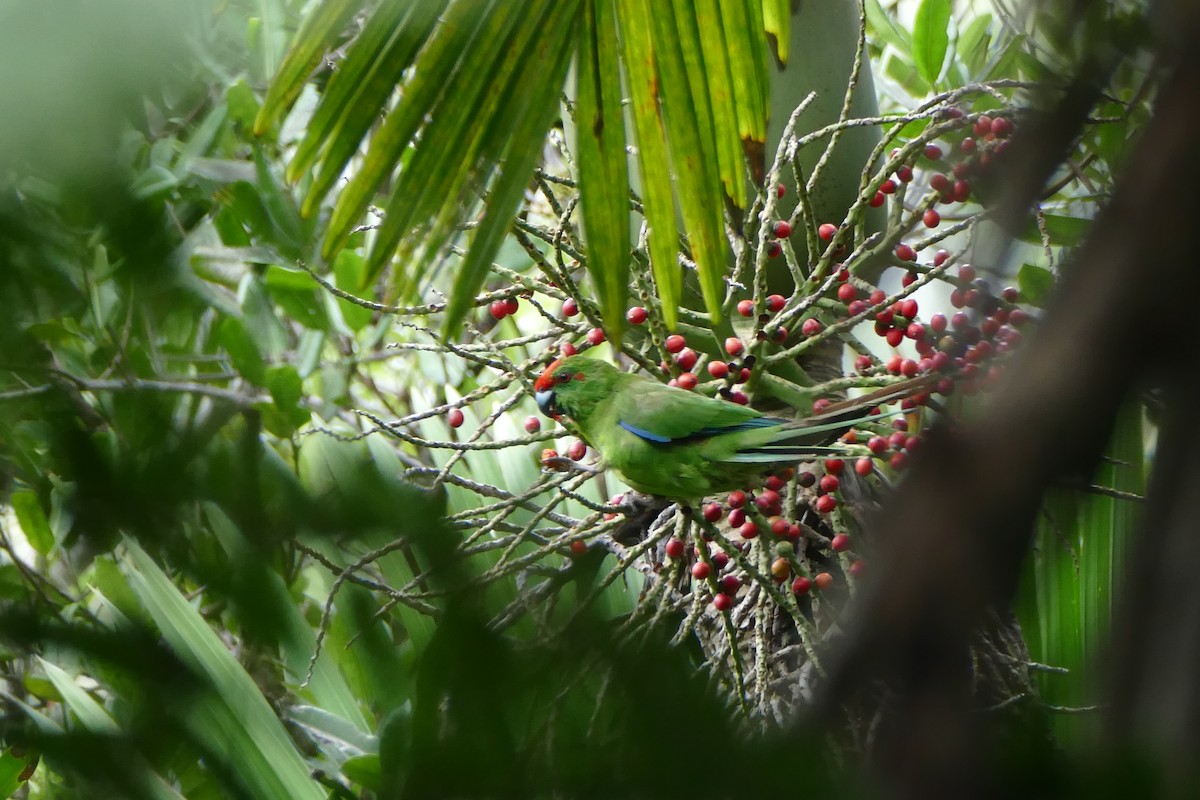 Norfolk Island Parakeet - ML87372171