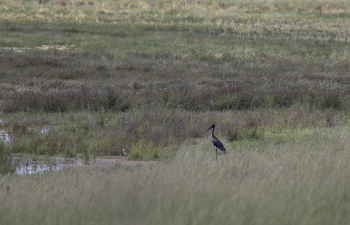 Black-necked Stork - Jill Duncan &  Ken Bissett