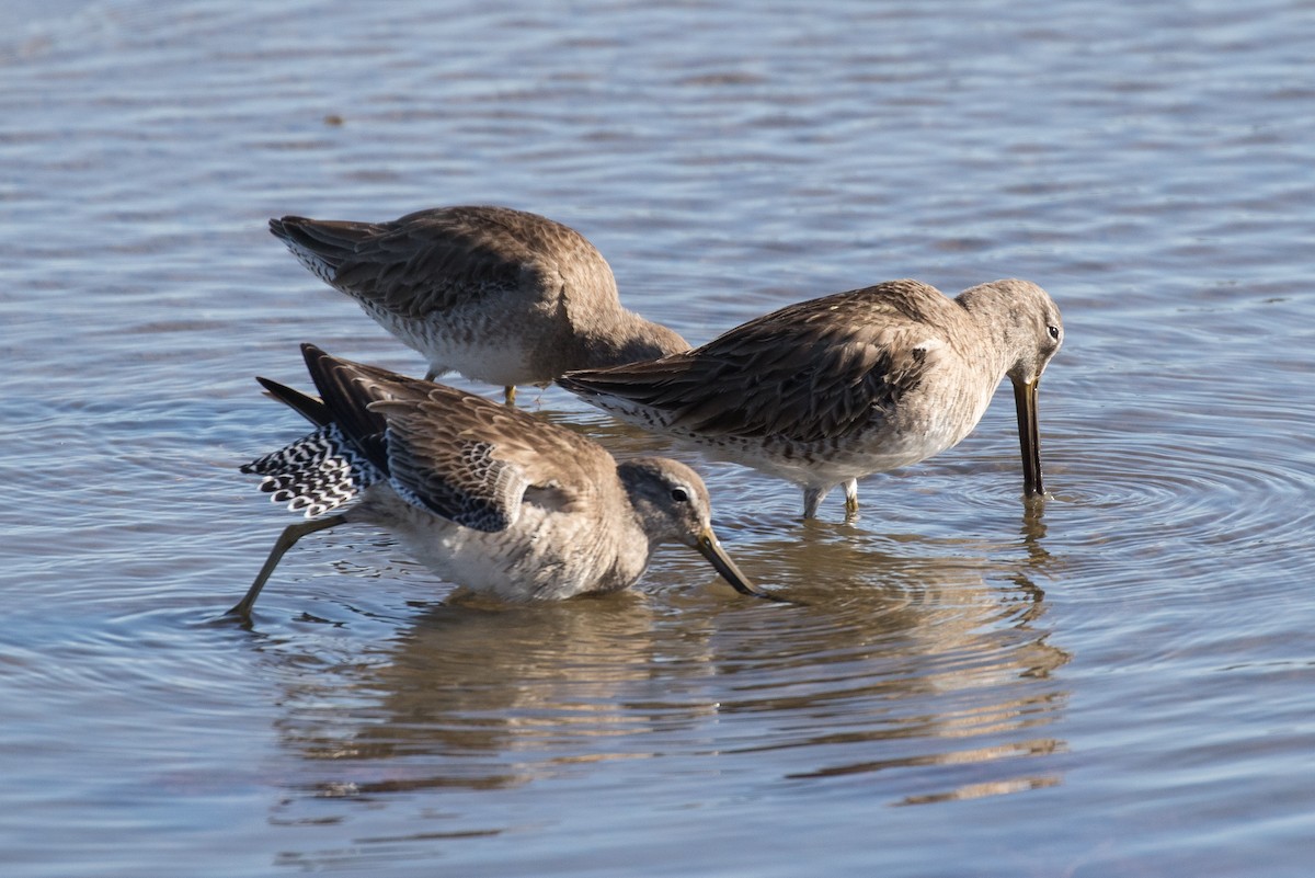 Short-billed Dowitcher - ML87372611