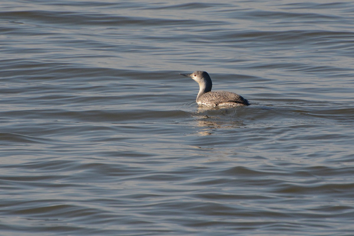 Red-throated Loon - ML87372621