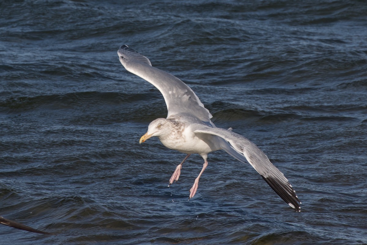 Gaviota Argéntea - ML87372701