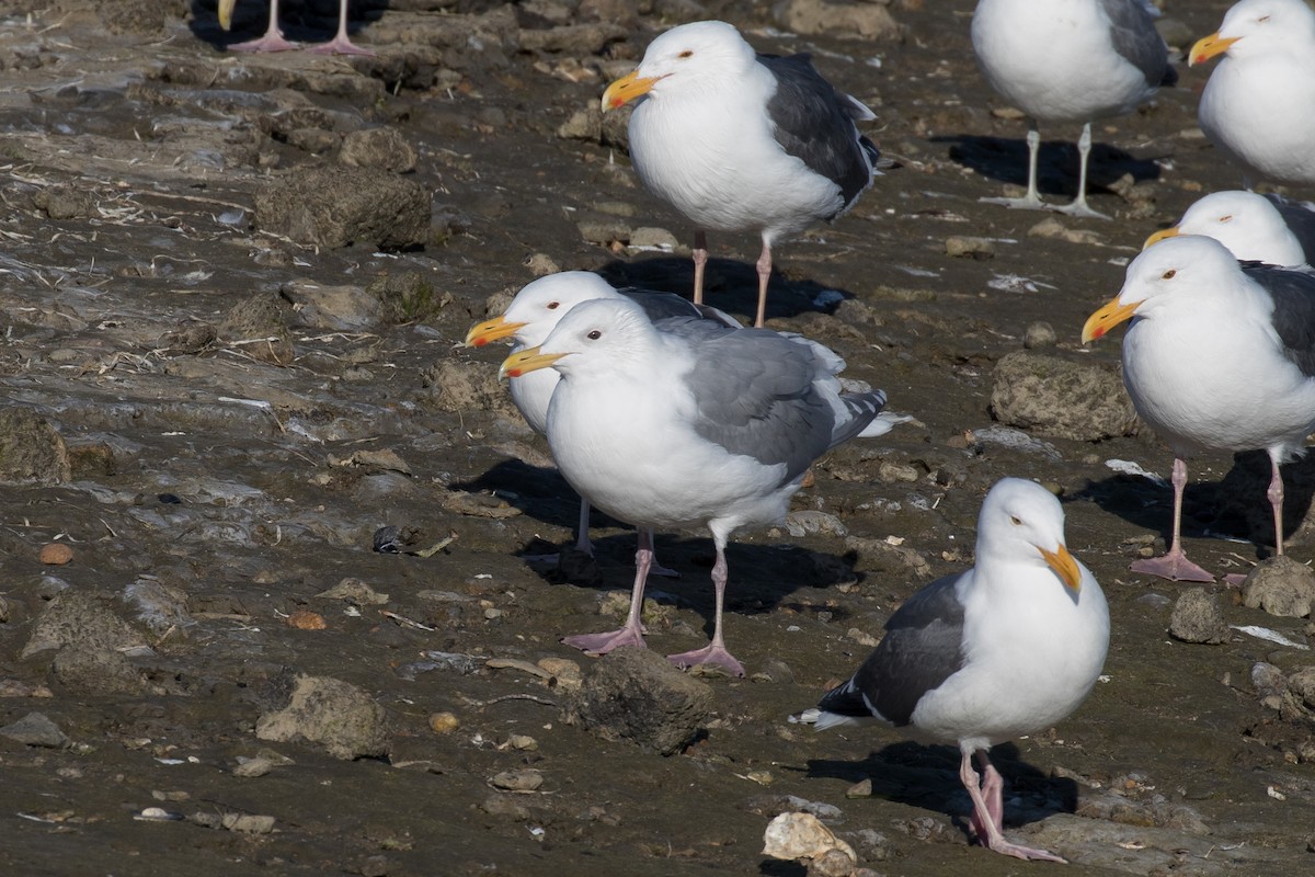 Glaucous-winged Gull - ML87372761