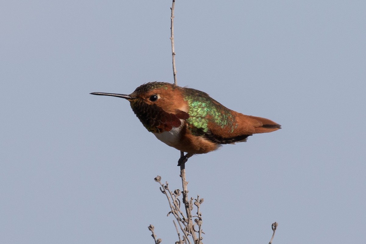 Colibrí de Allen - ML87372771