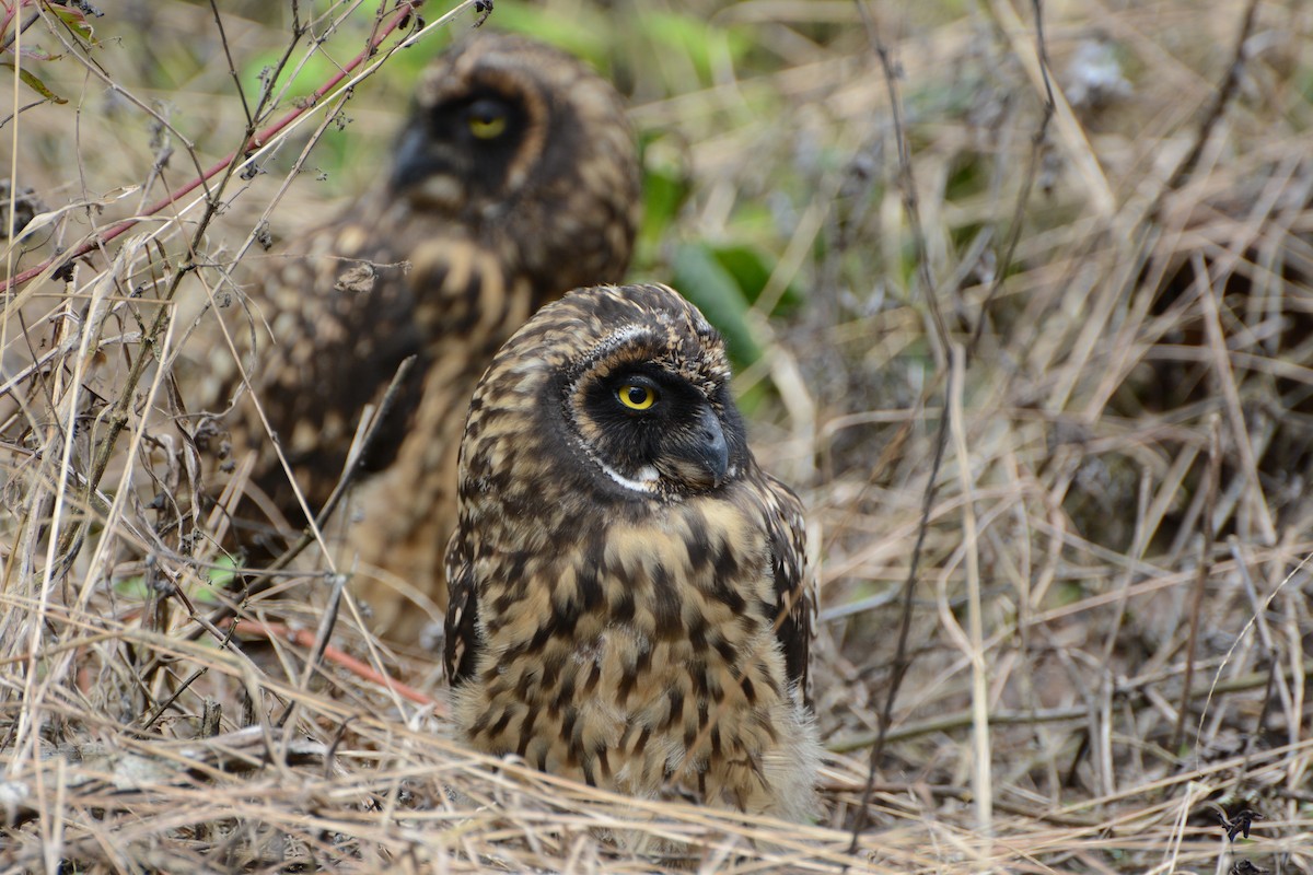 ML87373571 - Short-eared Owl (Galapagos) - Macaulay Library