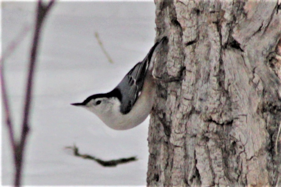 White-breasted Nuthatch - ML87374111