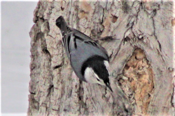 White-breasted Nuthatch - ML87374131