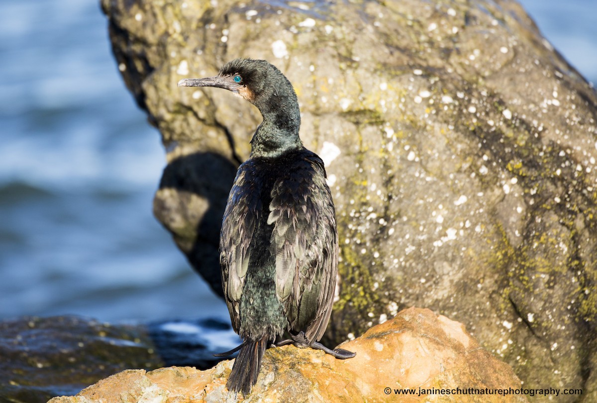 Brandt's Cormorant - Janine Schutt