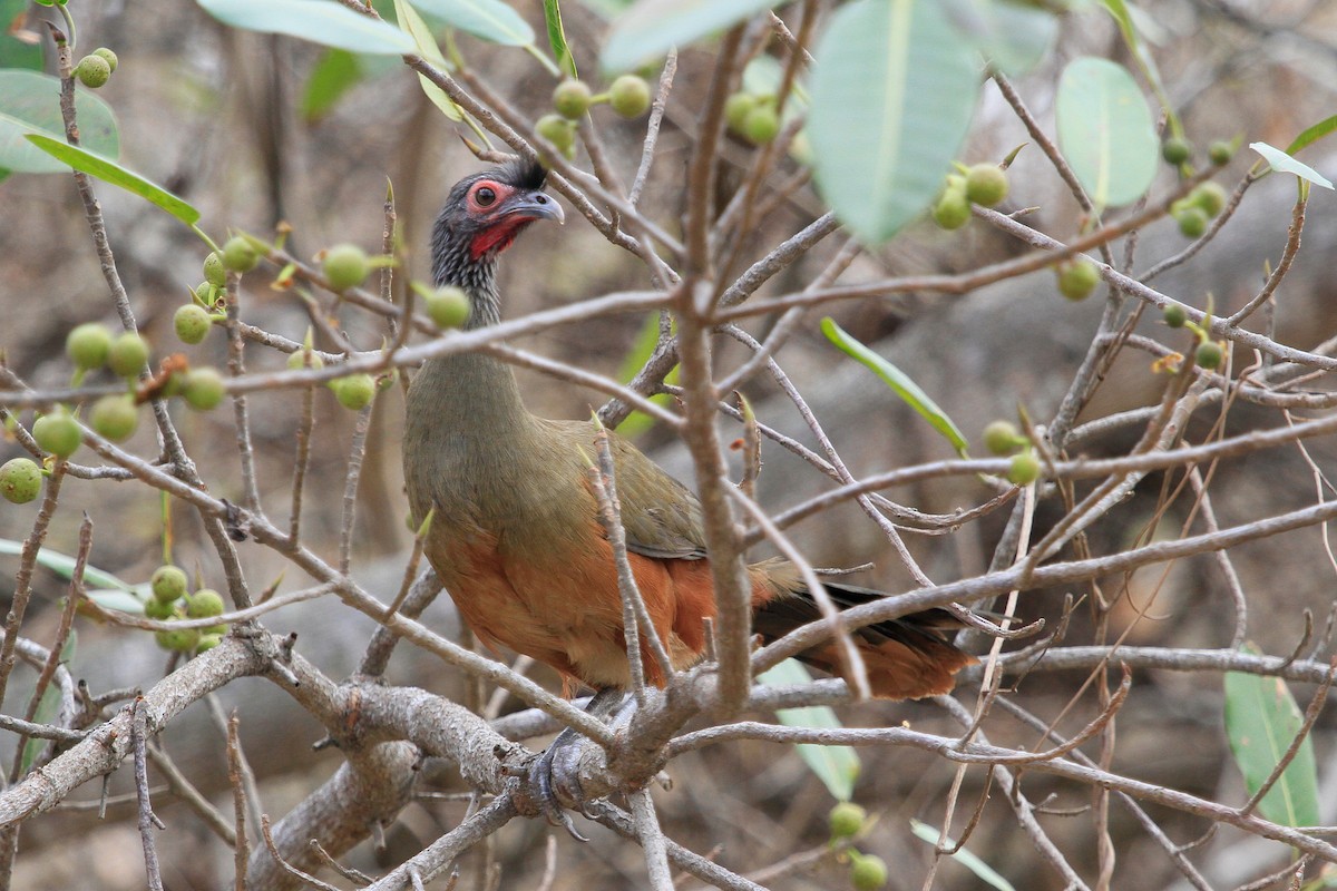 Rufous-bellied Chachalaca - ML87376211