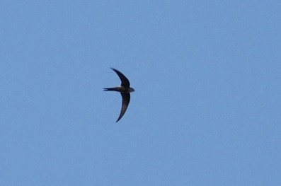 Pacific Swift - ML87376321